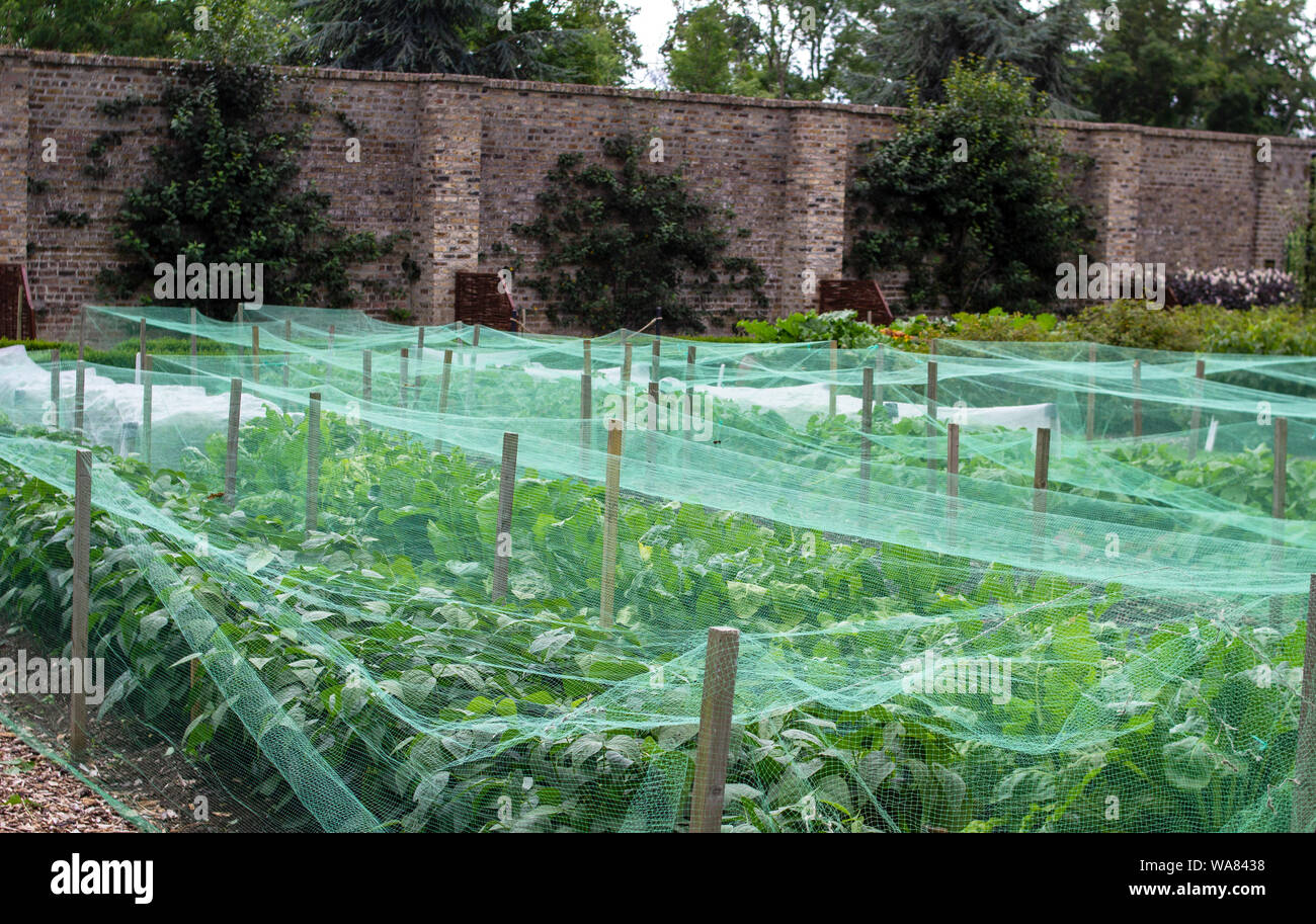 Verde di coltivazione di ortaggi sotto una rete di protezione. Foto Stock