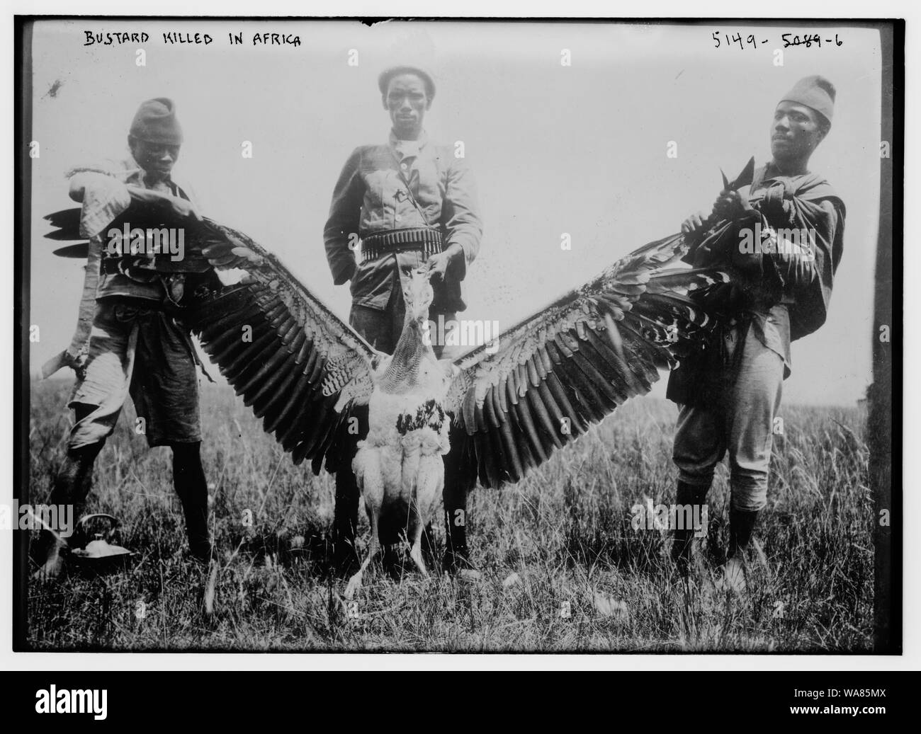 Bustard uccisi in Africa Foto Stock