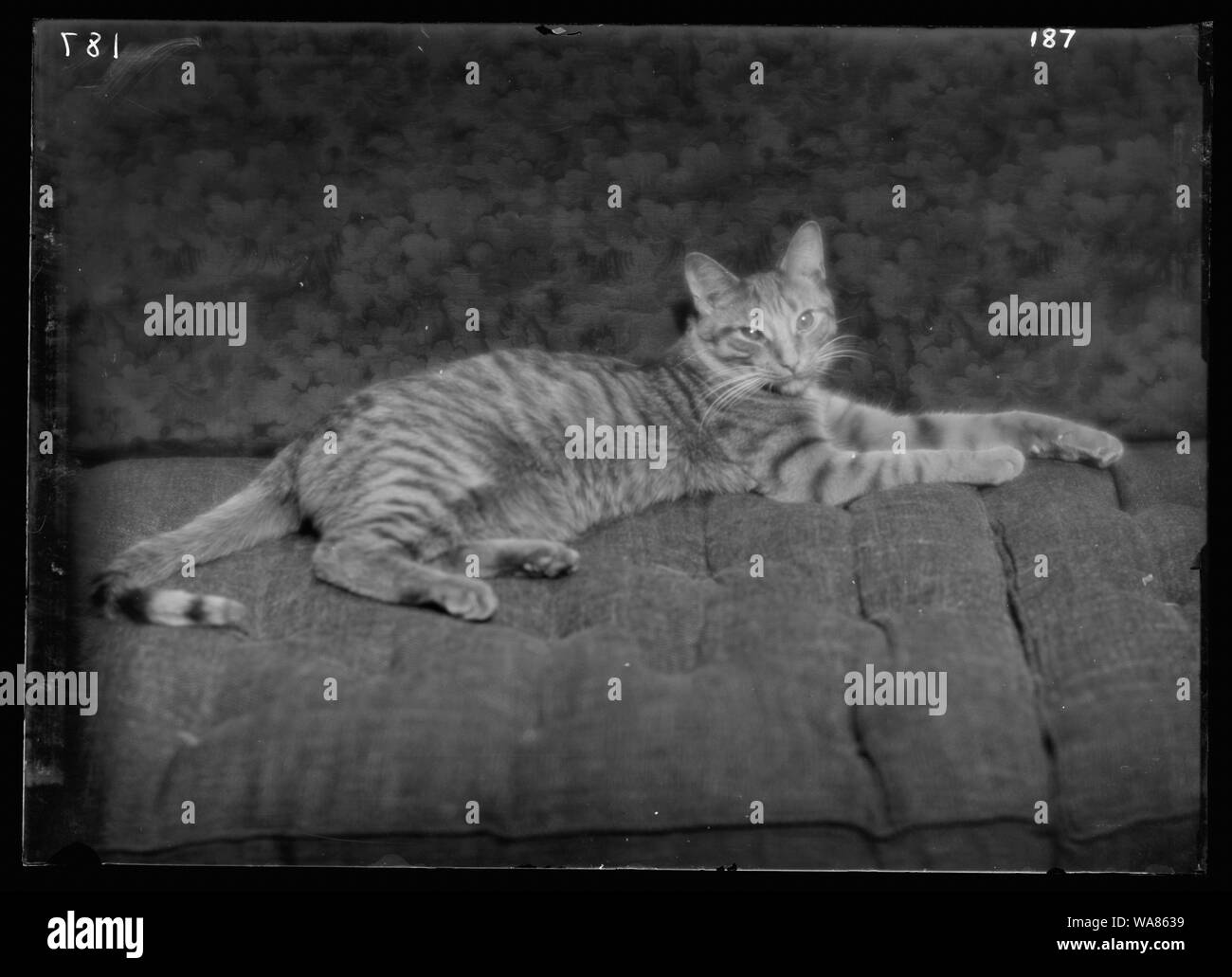 Il cicalino del gatto, fotografia ritratto Foto Stock