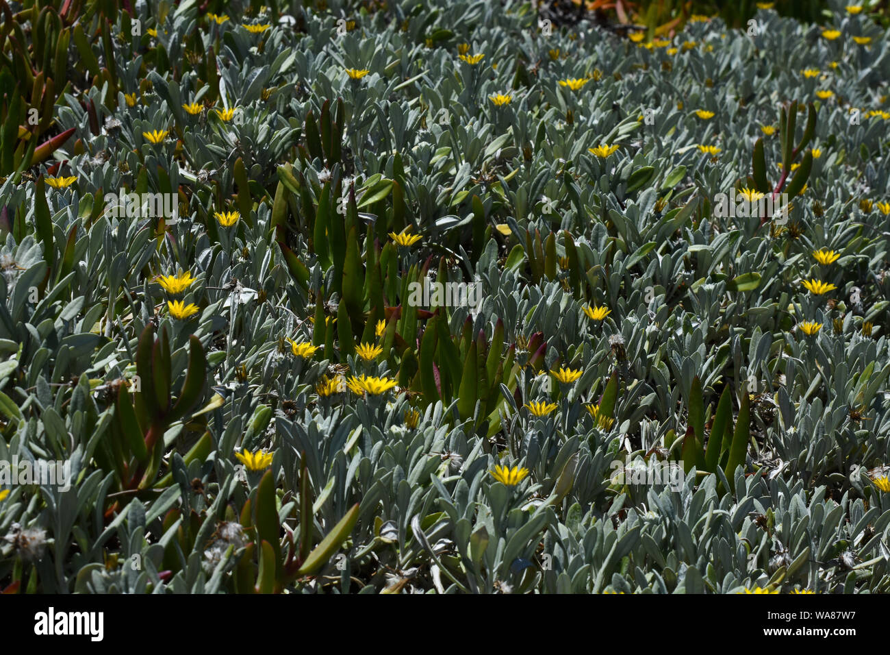 Coda (Gazania Gazania rigens) e Sour Fig (Carpobrotus edulis) impianto telaio Foto Stock