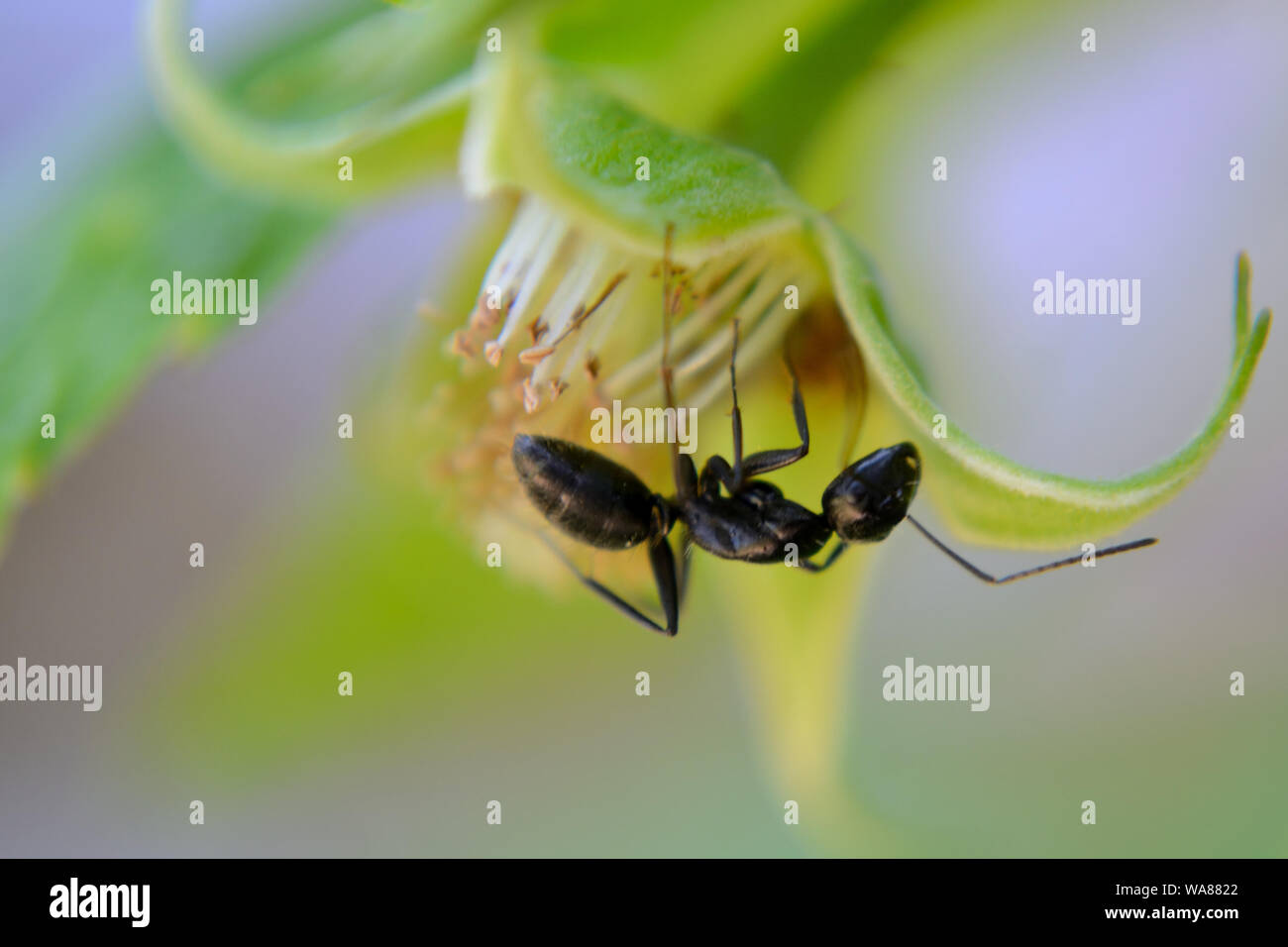 Close up di carpenter ant su fiore di lampone Foto Stock