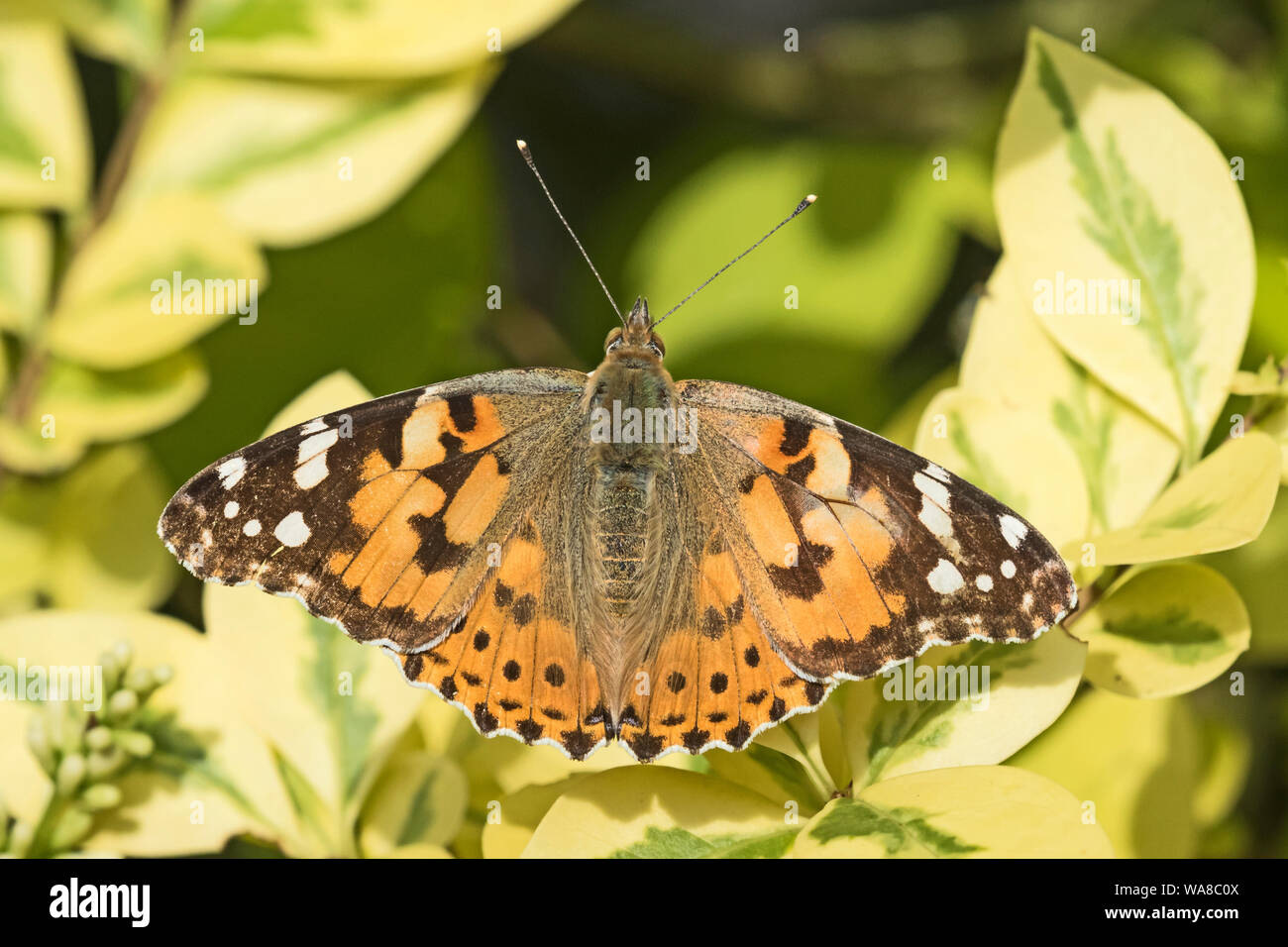 Dipinto di lady butterfly, Vanessa cardui, visto dal di sopra con ali teso.. Foto Stock