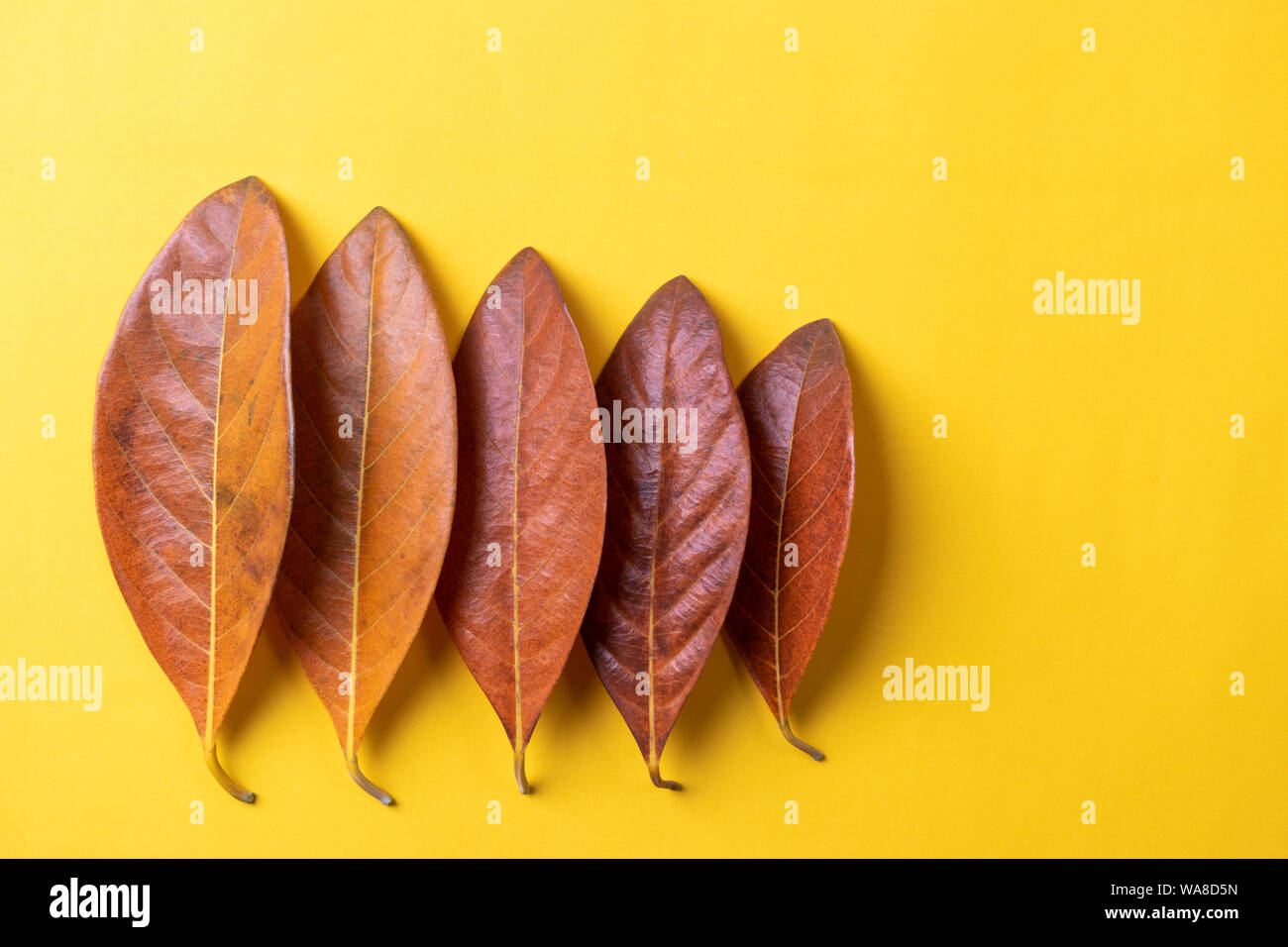 Foglie di autunno su carta gialla sfondo. Estate stagione autunnale cambiare idea. Foto Stock