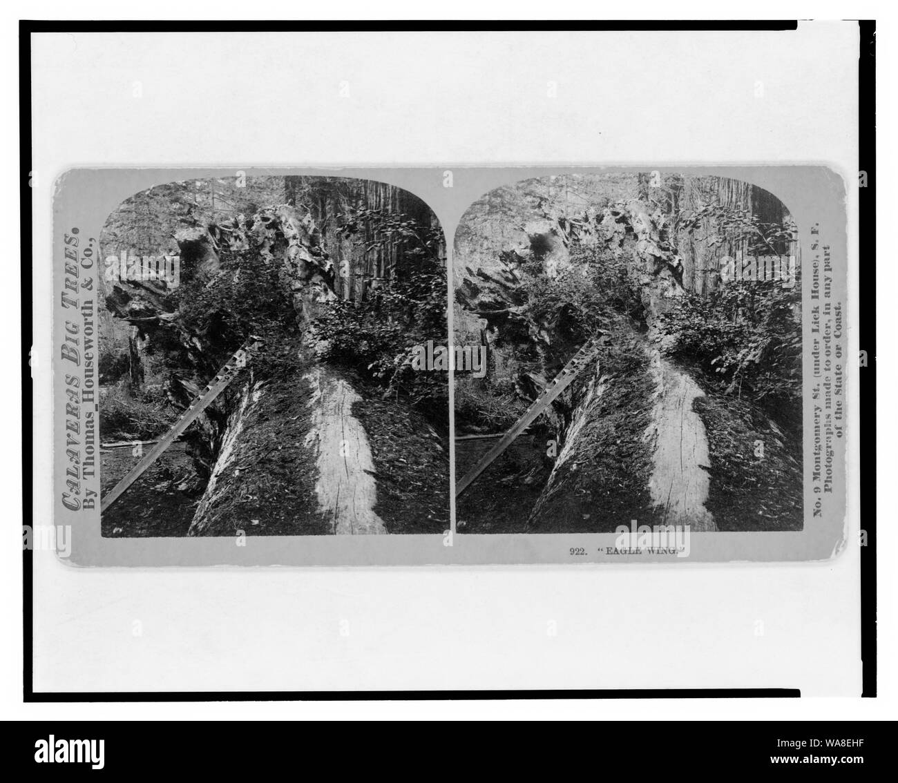 Calaveras grandi alberi. Eagle Wing Foto Stock