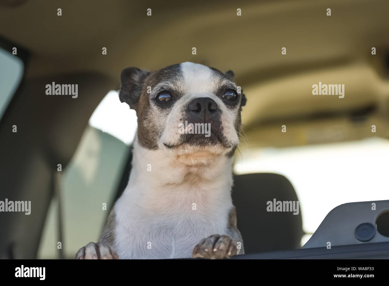 Piccolo Cane guardando fuori dalla finestra posteriore di un SUV carrello. Foto Stock
