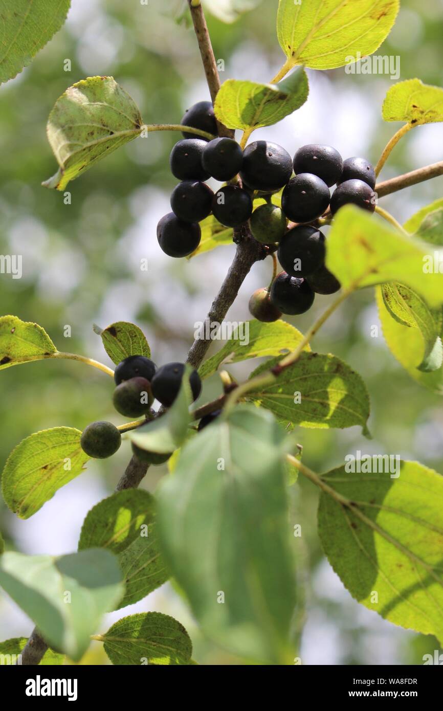 Bacche di colore nero sulla vite Foto Stock