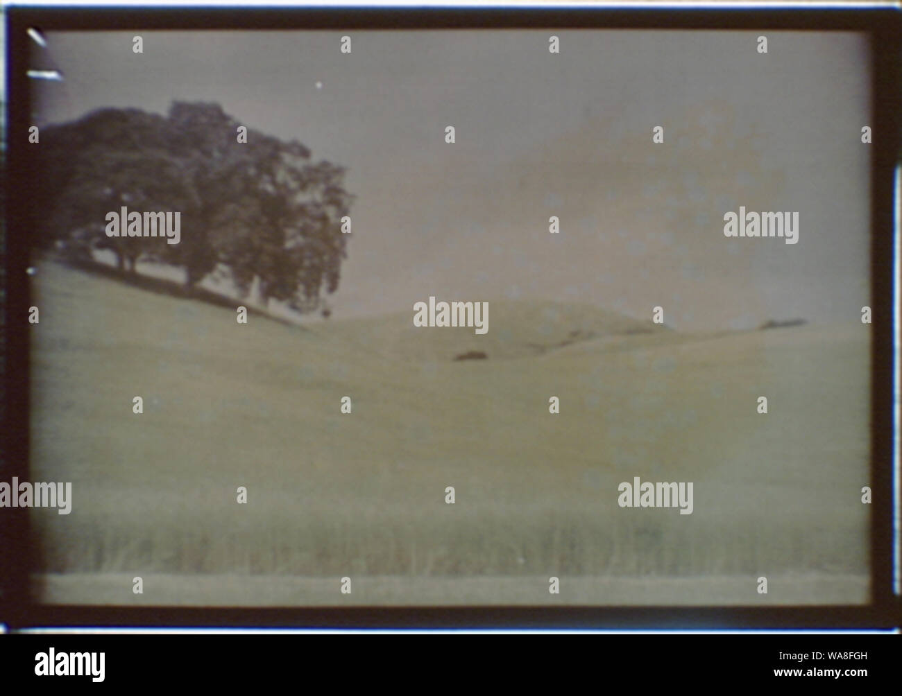 California paesaggio di erba-colline coperte e un grande albero Foto Stock