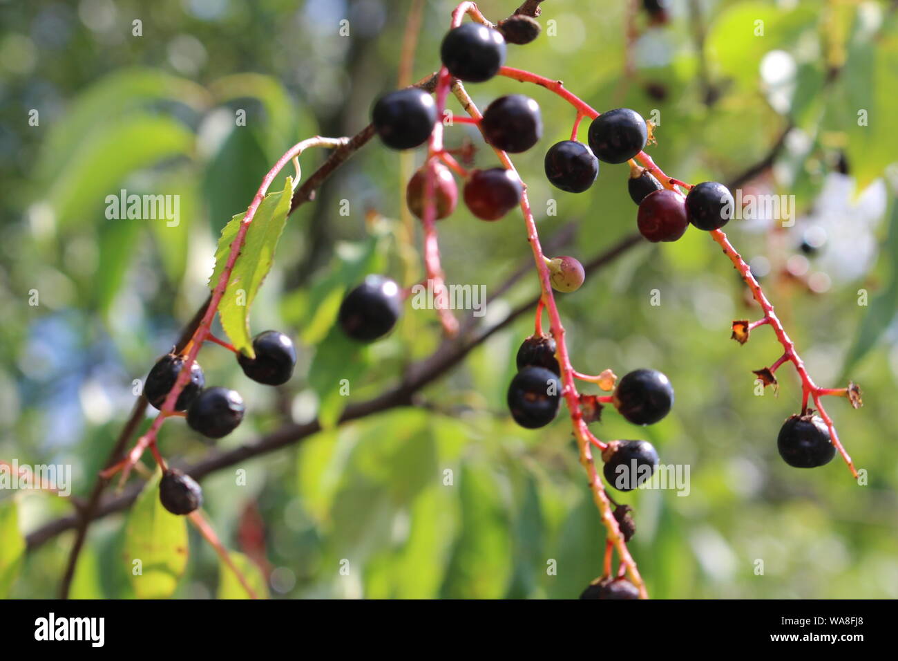 Bacche di colore nero sulla vite Foto Stock