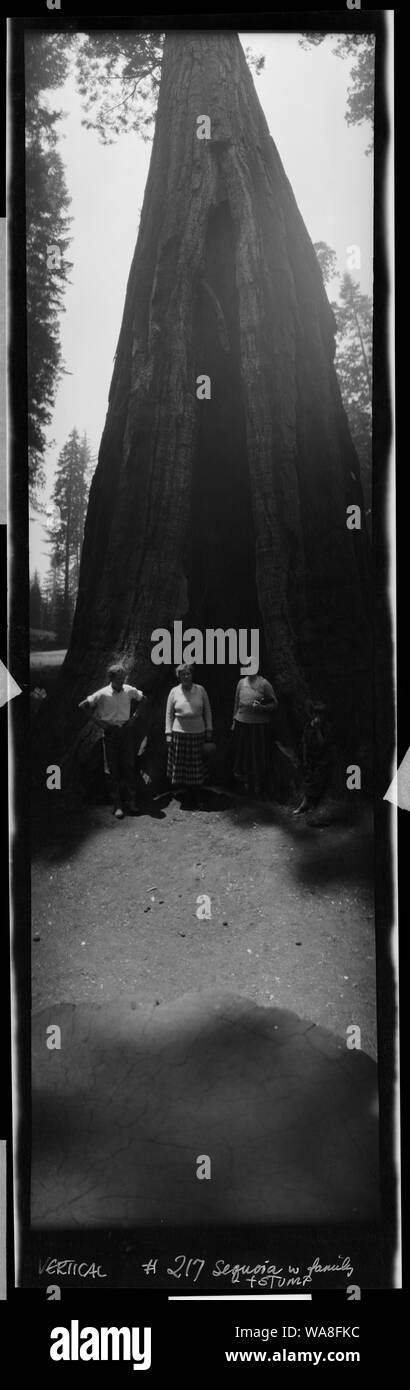 California, Yiosemite, famiglia di fronte sequoia Foto Stock