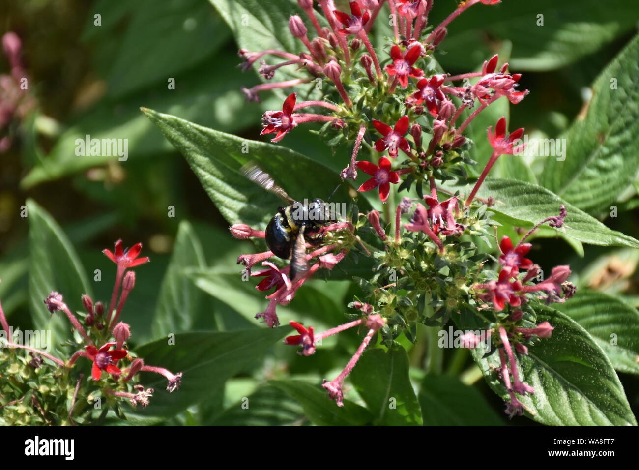 Ho creato questa immagine macro di un ape su un fiore o api su un fiore per mettere in pratica la mia fotografia macro abilità. Foto Stock