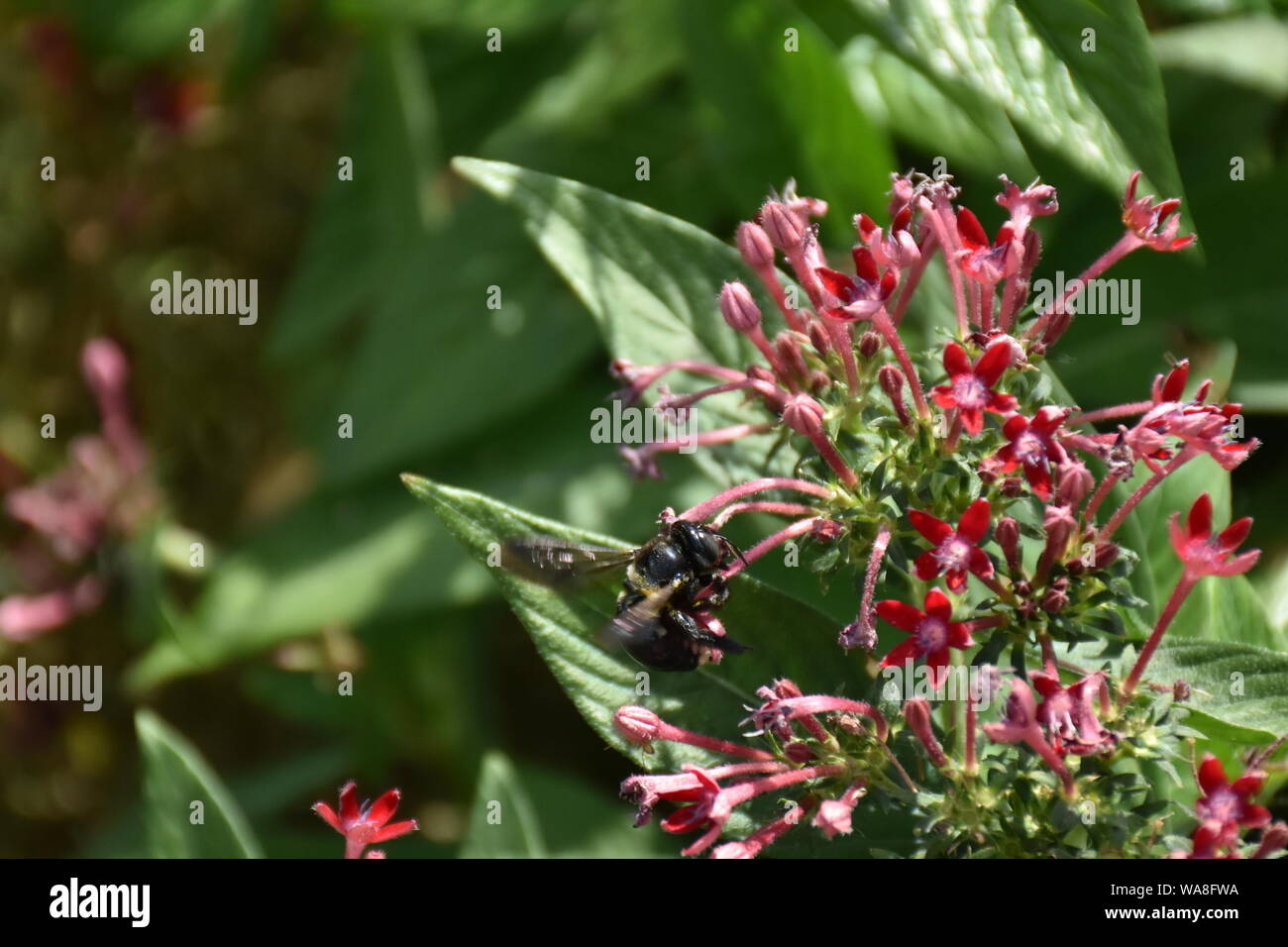 Ho creato questa immagine macro di un ape su un fiore o api su un fiore per mettere in pratica la mia fotografia macro abilità. Foto Stock