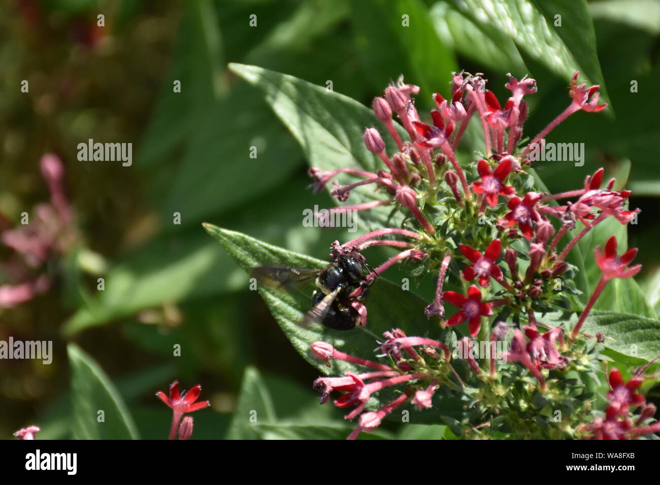 Ho creato questa immagine macro di un ape su un fiore o api su un fiore per mettere in pratica la mia fotografia macro abilità. Foto Stock