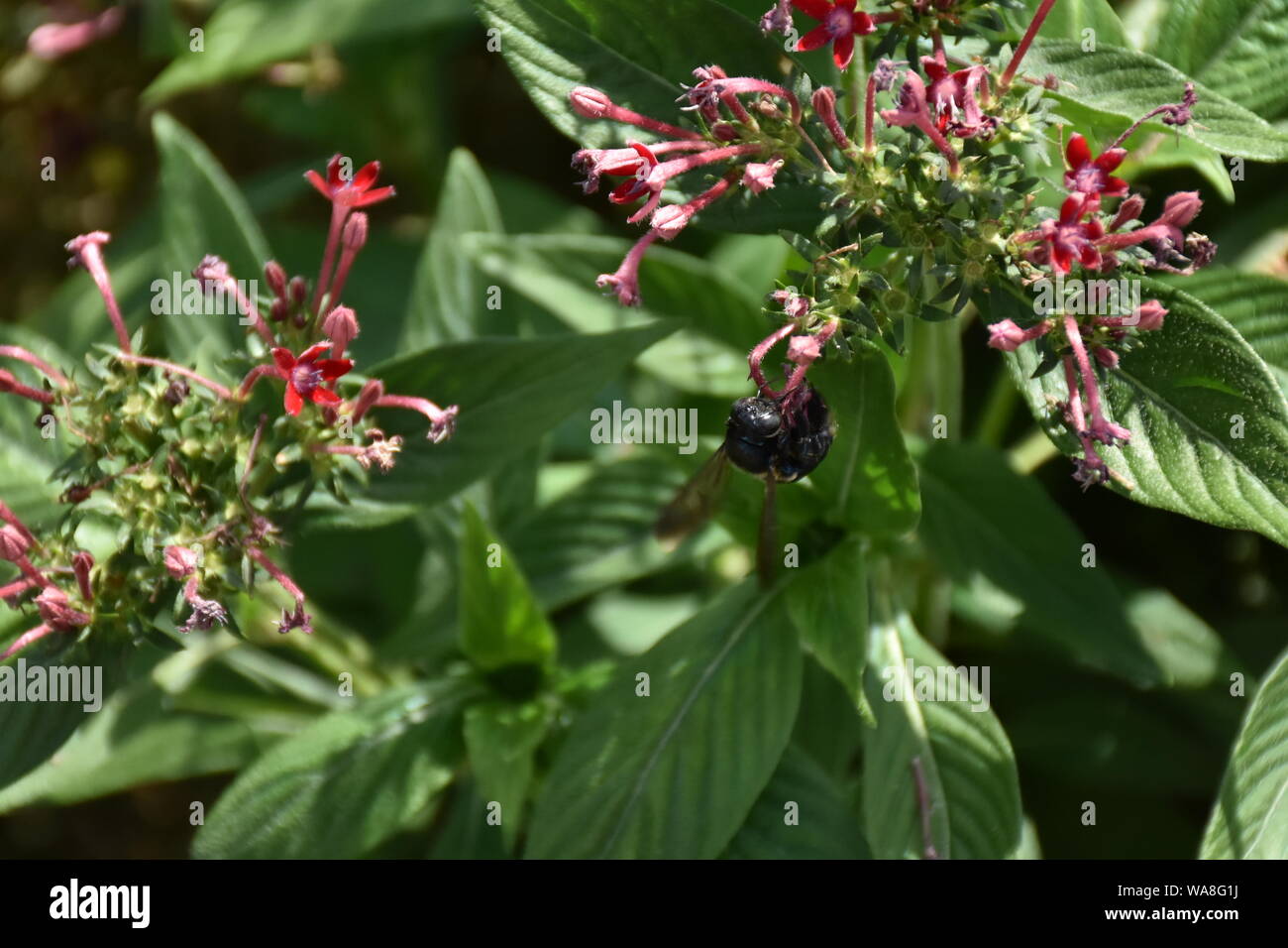 Ho creato questa immagine macro di un ape su un fiore o api su un fiore per mettere in pratica la mia fotografia macro abilità. Foto Stock