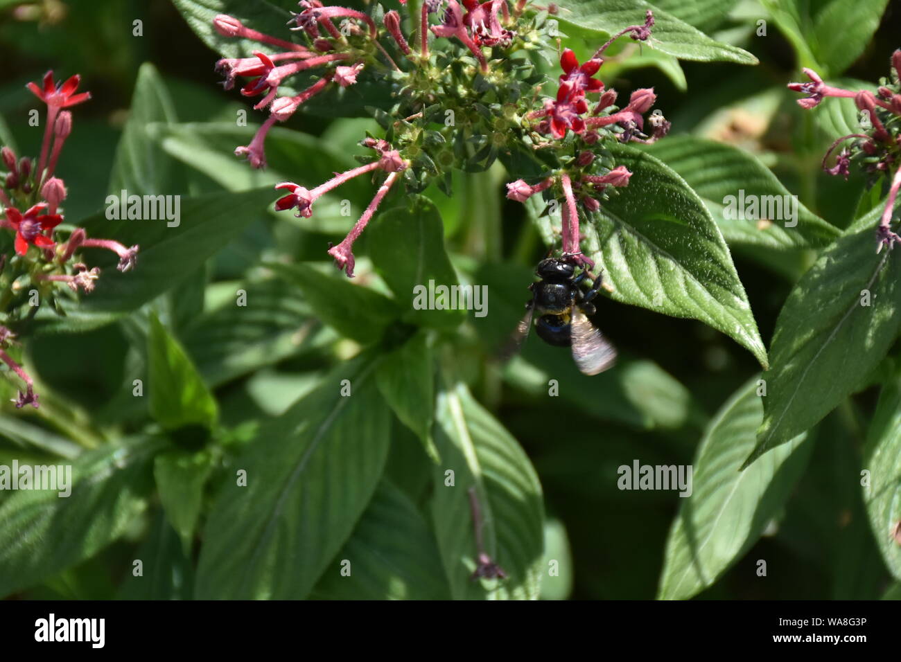 Ho creato questa immagine macro di un ape su un fiore o api su un fiore per mettere in pratica la mia fotografia macro abilità. Foto Stock