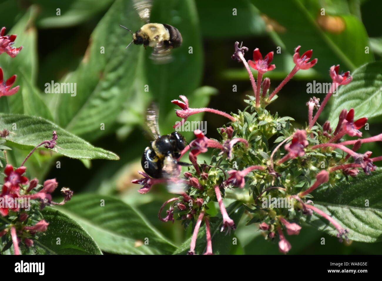 Ho creato questa immagine macro di un ape su un fiore o api su un fiore per mettere in pratica la mia fotografia macro abilità. Foto Stock
