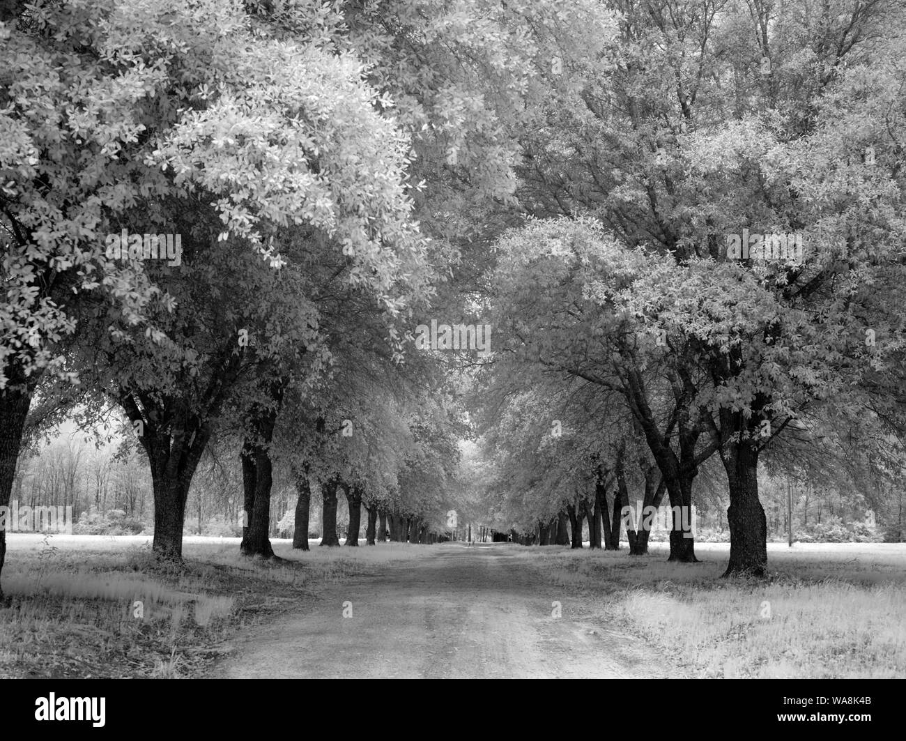 Il baldacchino di strada sterrata attraverso la contea di Polk porzione di grande canneto National Preserve, U.S. Park area di servizio messi da parte per proteggere le piante e la fauna selvatica in la paludosa grande canneto, una ricca di foreste angolo sud-est del Texas Foto Stock