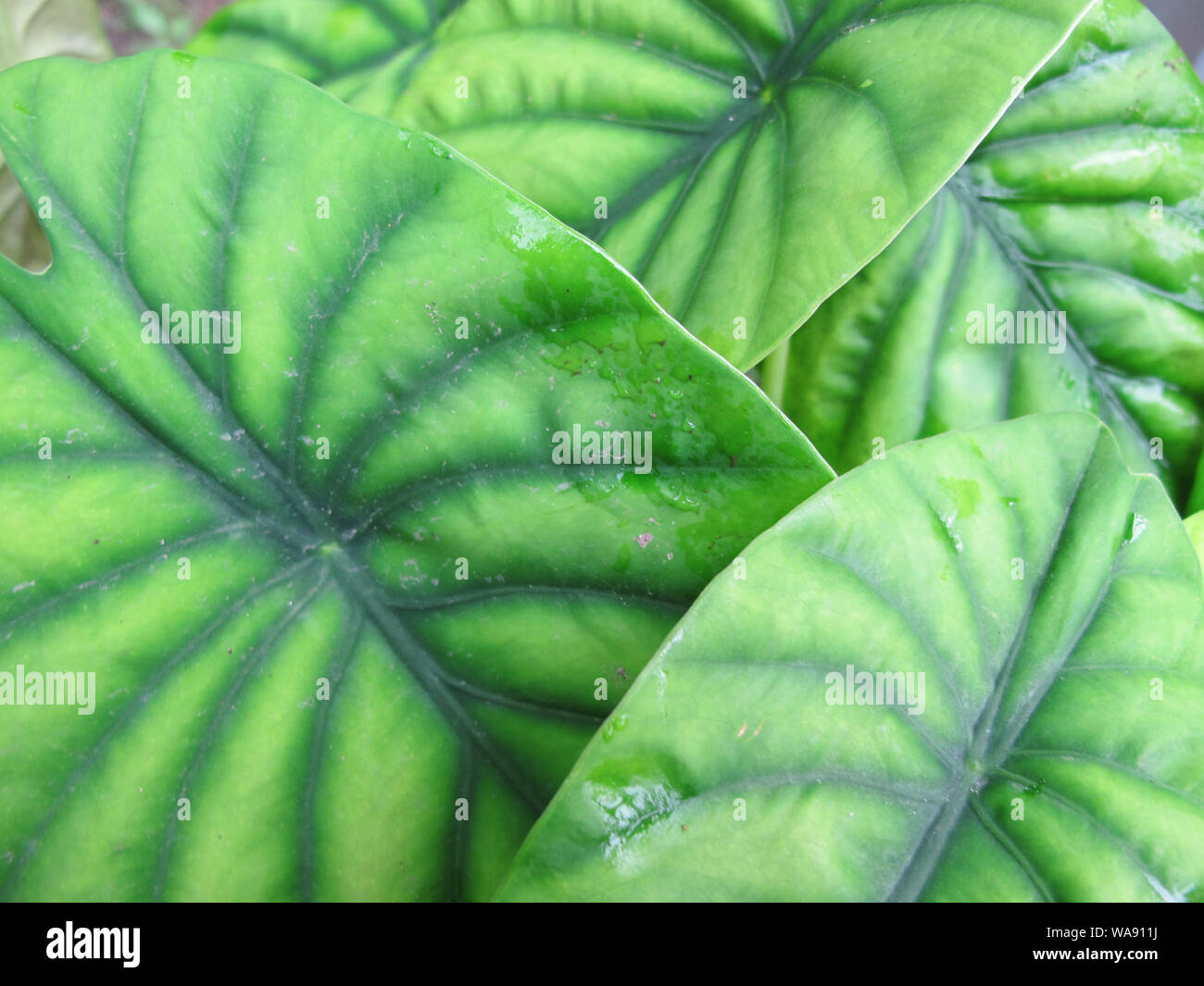 Materiale di grande verde foglie tropicali Foto Stock