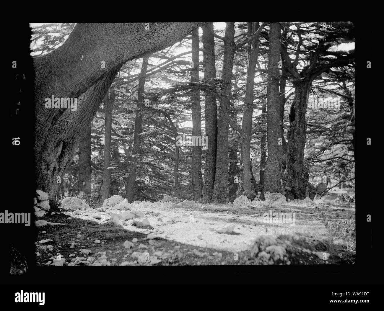 Il Cedar Grove. Cedri del Libano. Un intrico di alti alberi dritti Foto Stock