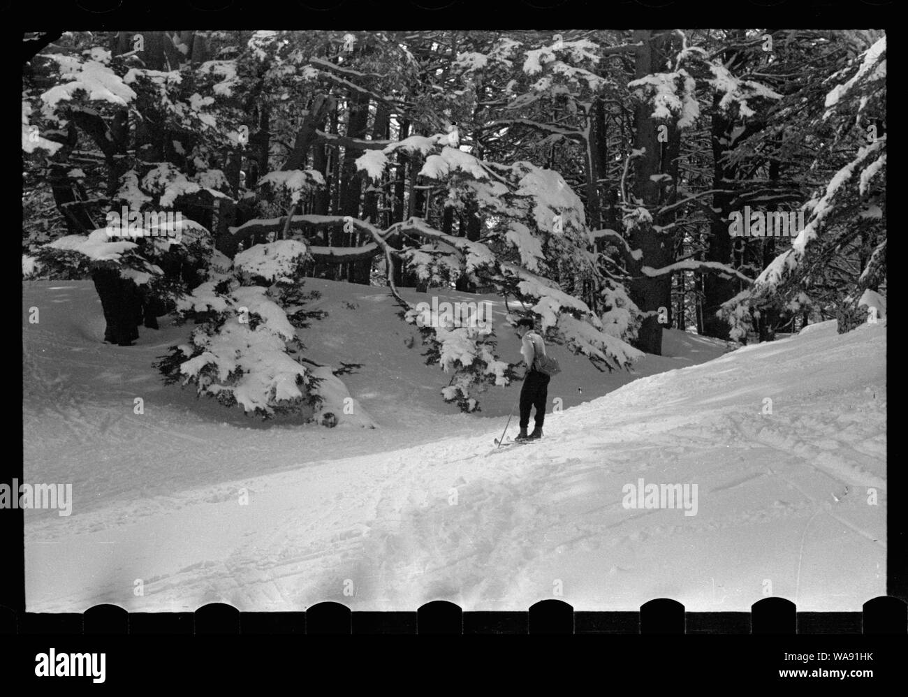 Cedri. Aprire mountain sweep sotto i cedri Foto Stock