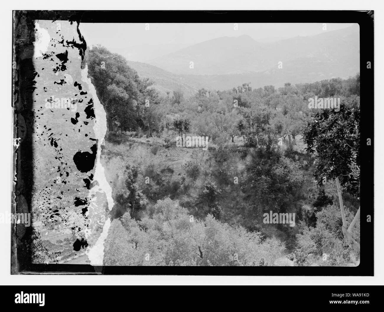 Cedri e la famiglia Robinson Foto Stock