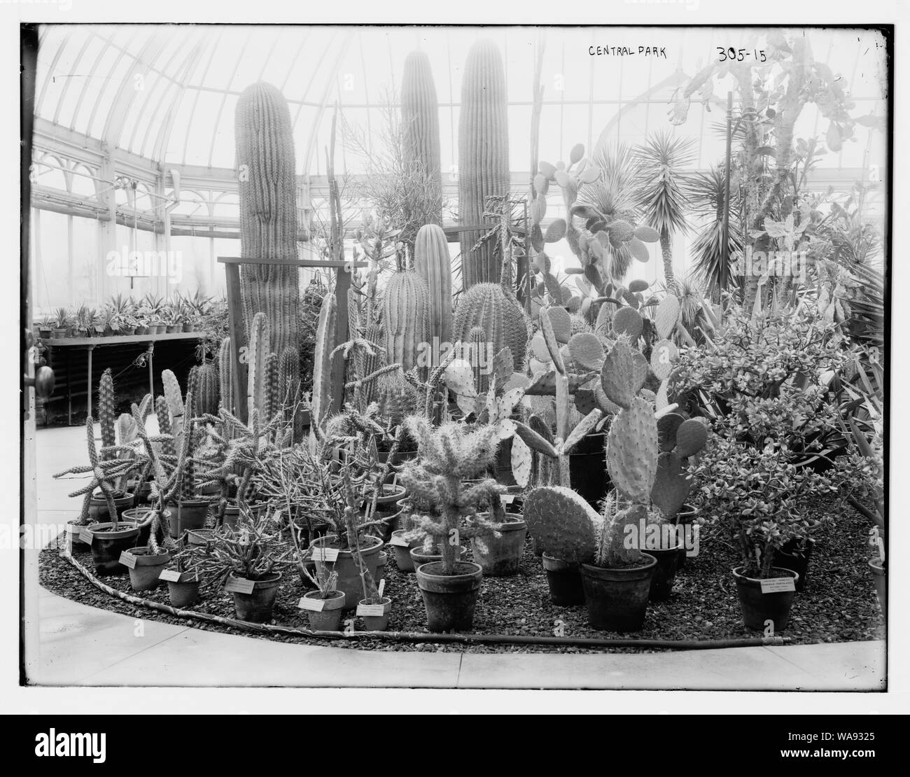 Central Park: Cactus visualizza Foto Stock