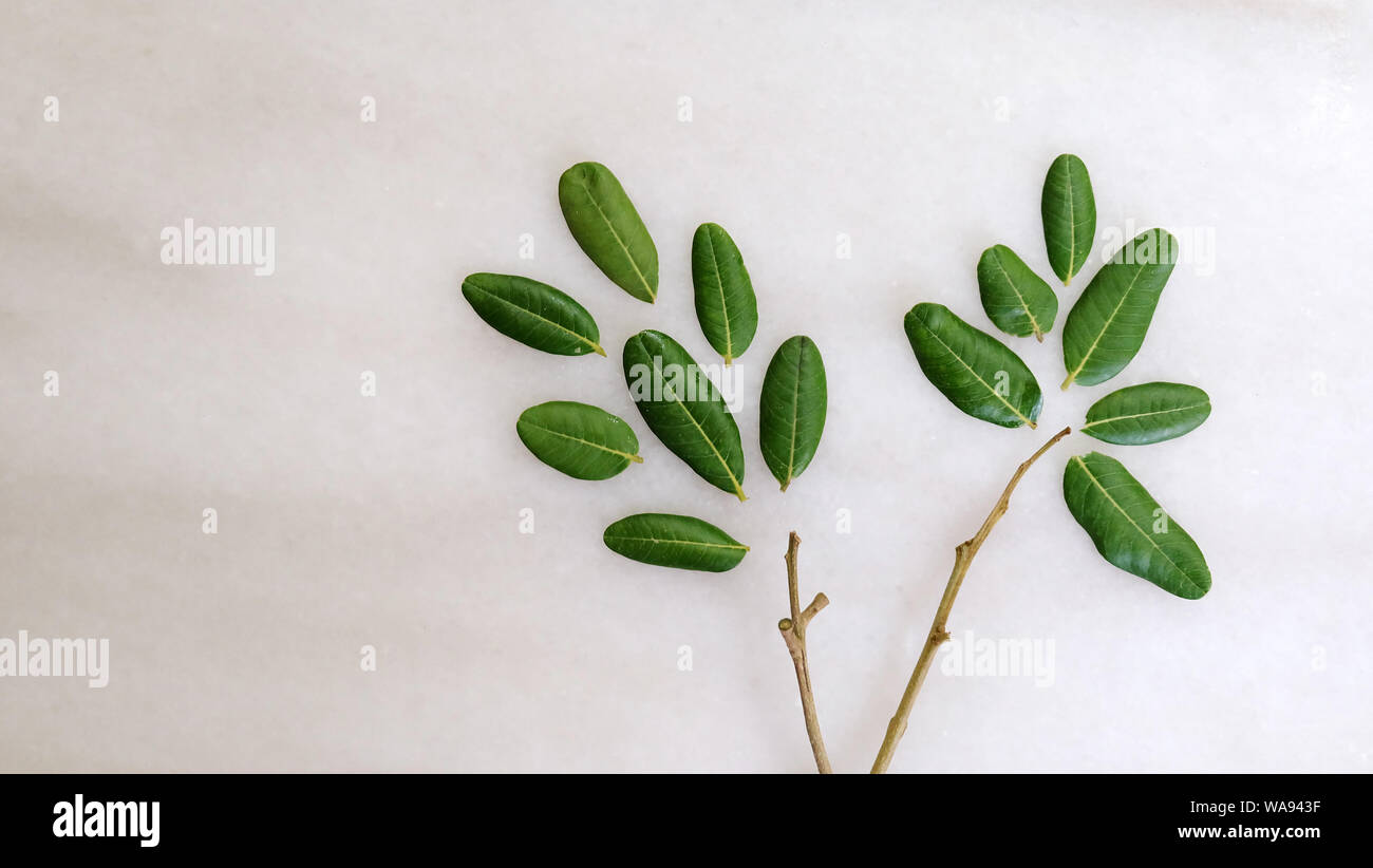 Piatto di laici longan verde foglie e rami disporre nella forma di un piccolo albero, su un piano di marmo. Foto Stock
