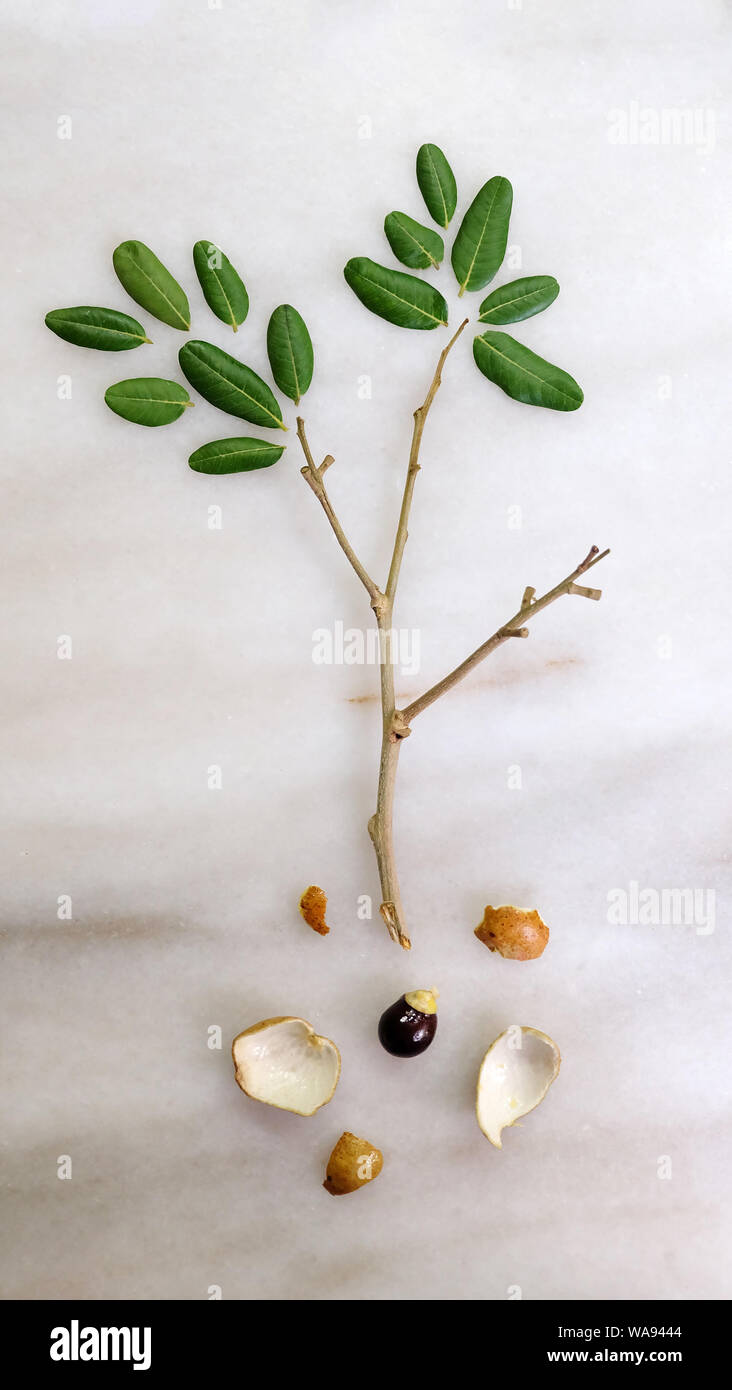 Piatto verticale di laici longan verde foglie e rami disporre nella forma di un piccolo albero, con i semi e le bucce di frutta che assomiglia alla radice. Foto Stock