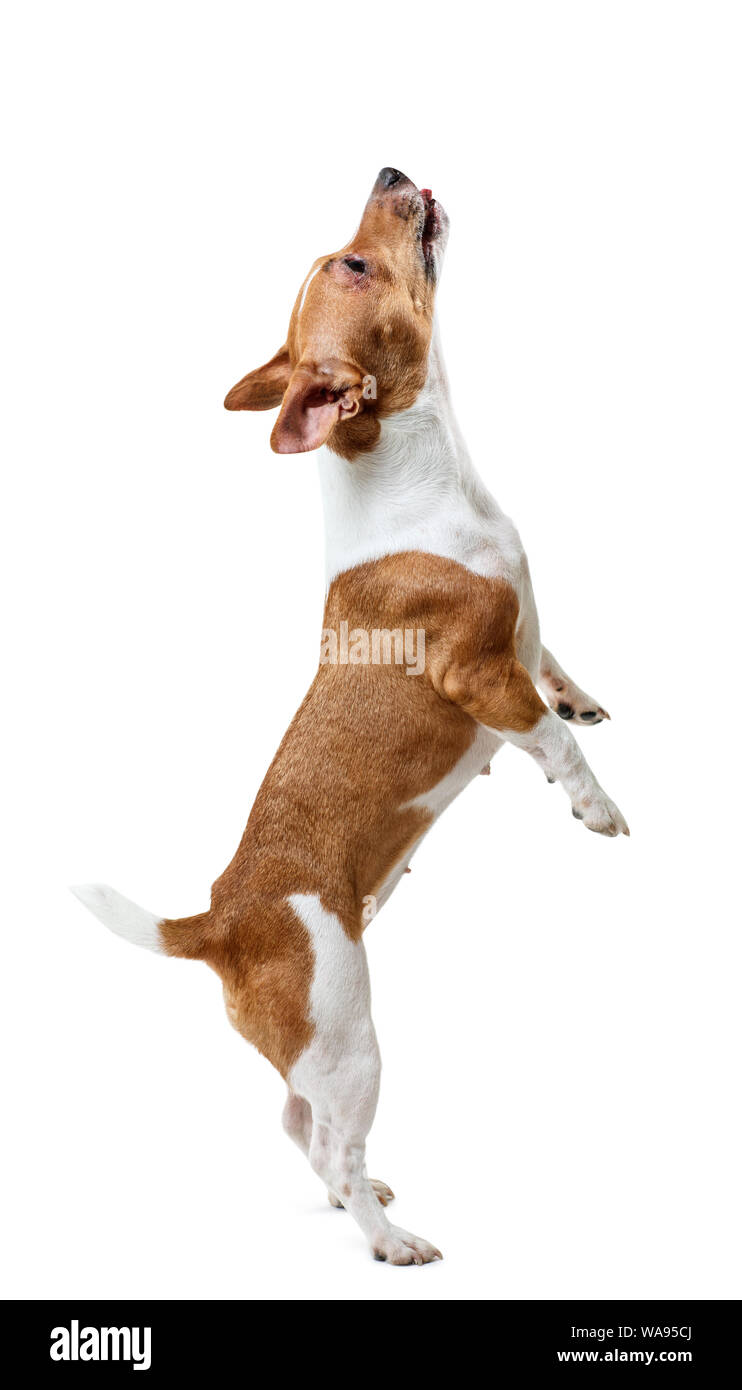 Jack Russell Terrier si erge sulle zampe posteriori. Isolato su sfondo bianco.v Foto Stock