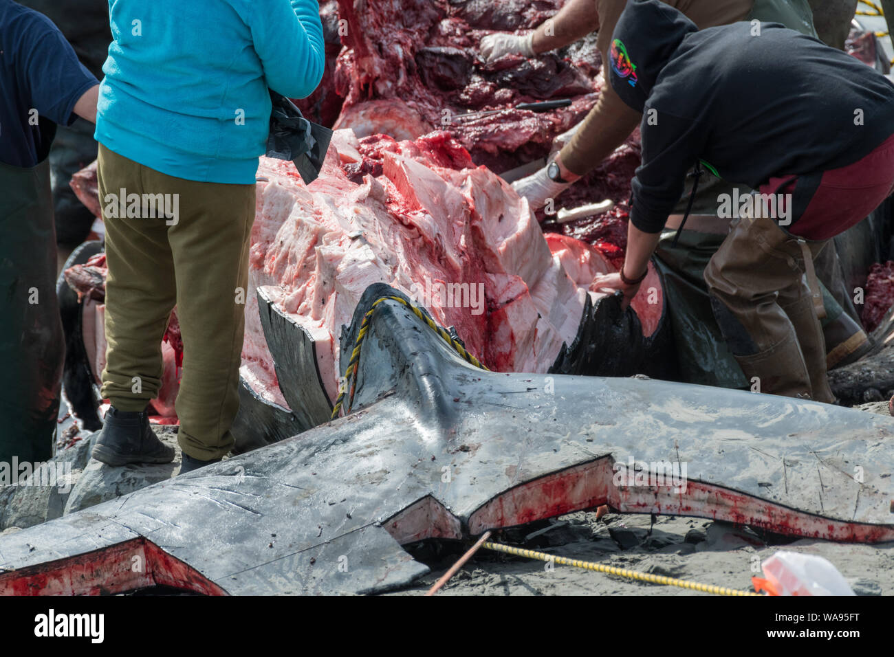 Nativi dell'Alaska harvest morti Humpback Whale la carcassa sotto la supervisione della NOAA a sua volta di nuovo braccio vicino Anchorage in Alaska,. Foto Stock