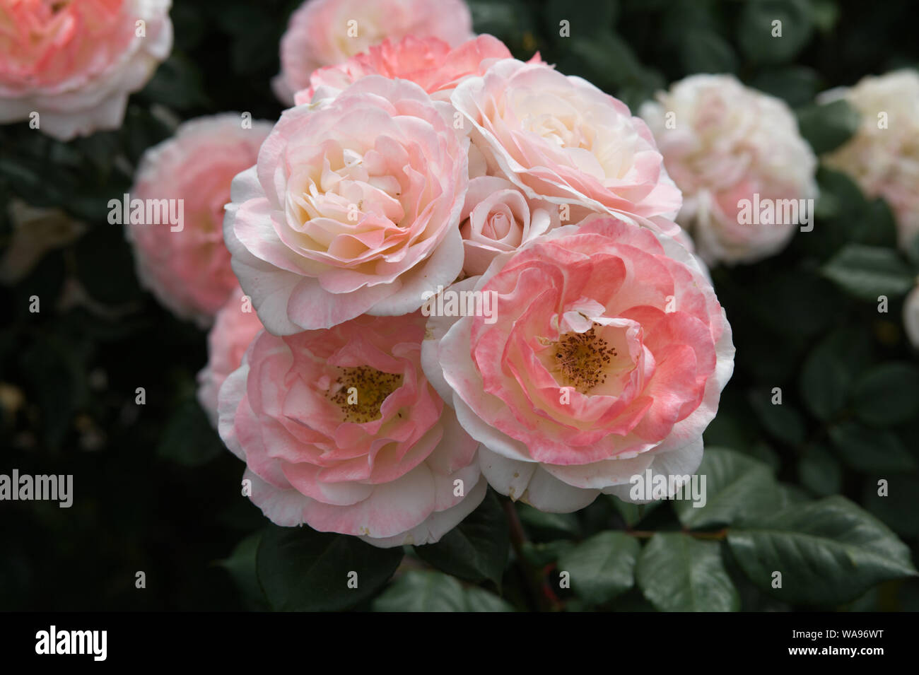 Rosa pallido rosa nel giardino Foto Stock