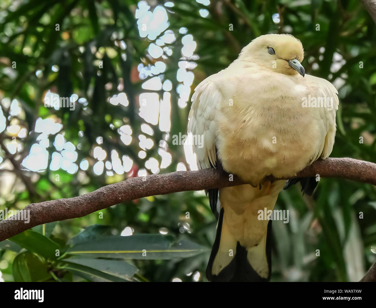 Pied imperial pigeon dormire su un ramo a Bali Foto Stock