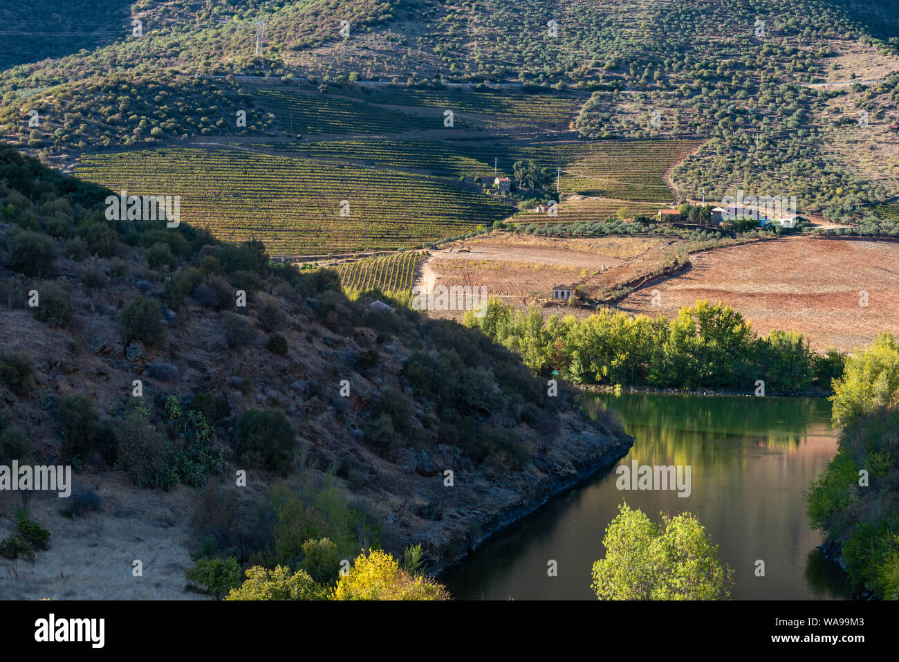 Vitigni crescono sulle rive del fiume Douro in la Tras-os-Montes e Alto Douro tra Freixo de Espada à Cinta e Barca de Alva in n. Foto Stock