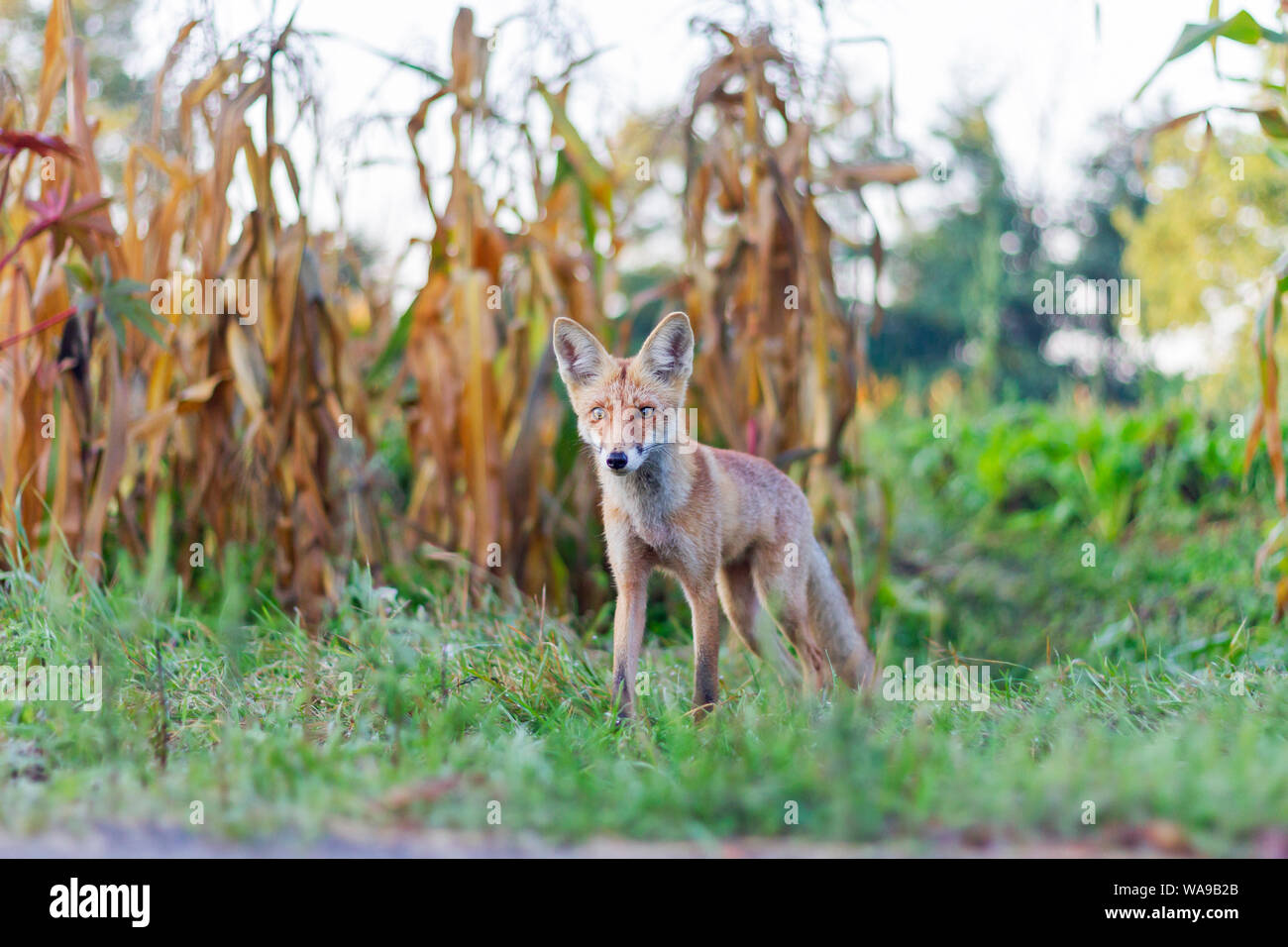 Red Fox lascia il canneto sulla strada Foto Stock