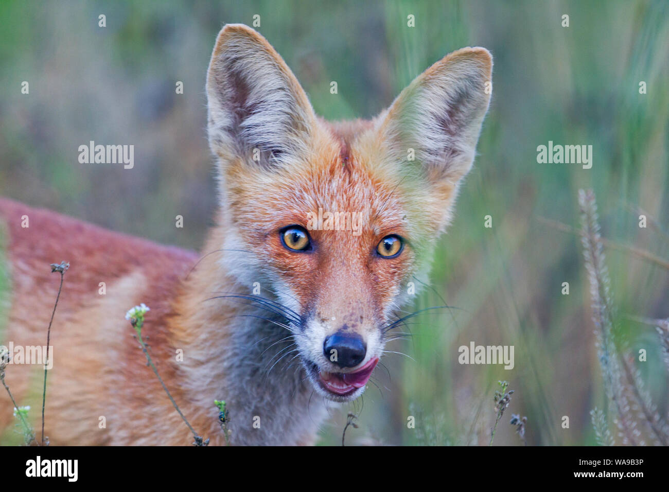 Red Fox lambisce tra erba secca Foto Stock