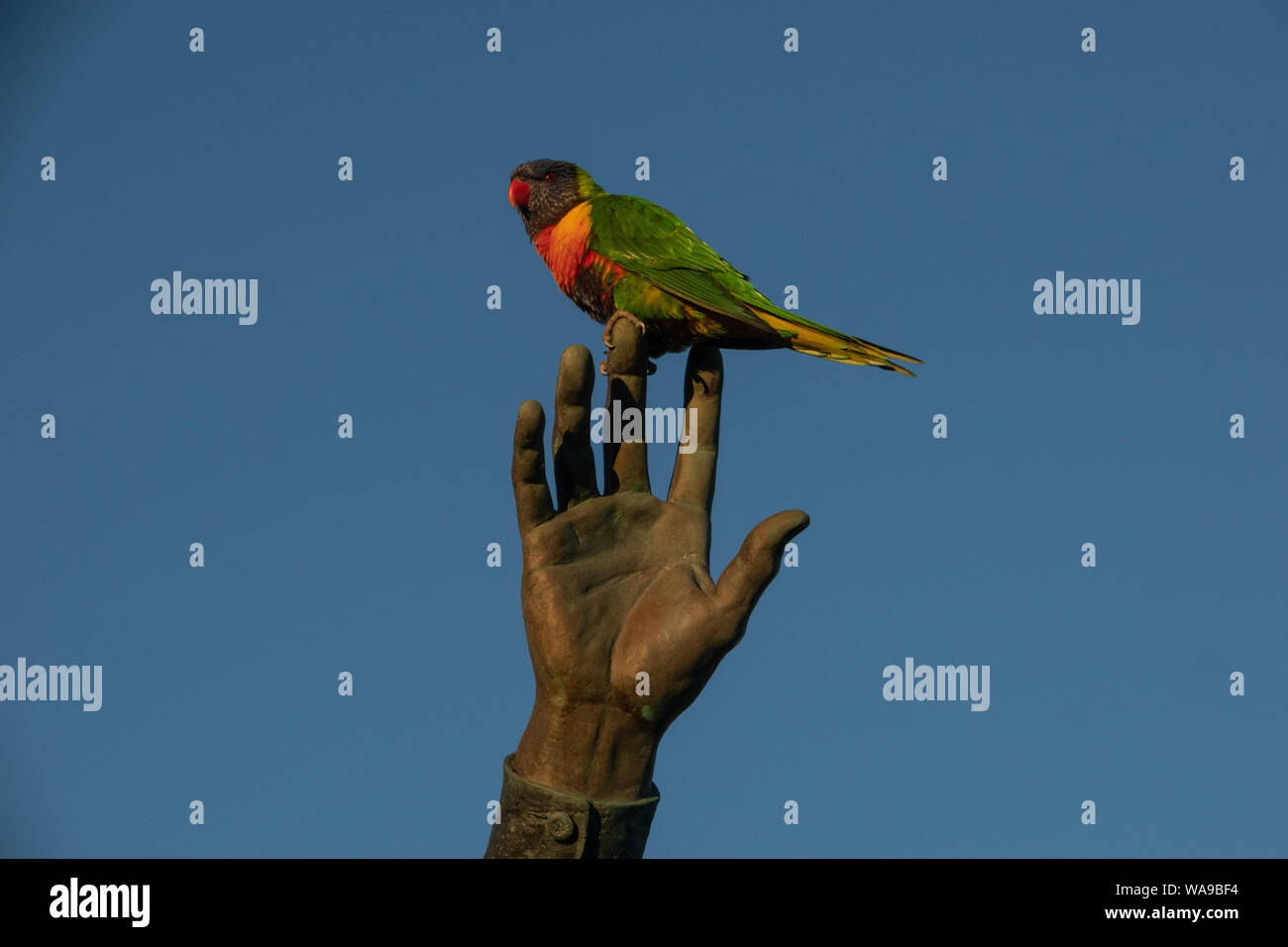 Un uccello in mano. Un australiano uccello nativo la Lorikeet sorge arroccato sulle dita di una statua a Melbourne in Australia. Foto Stock