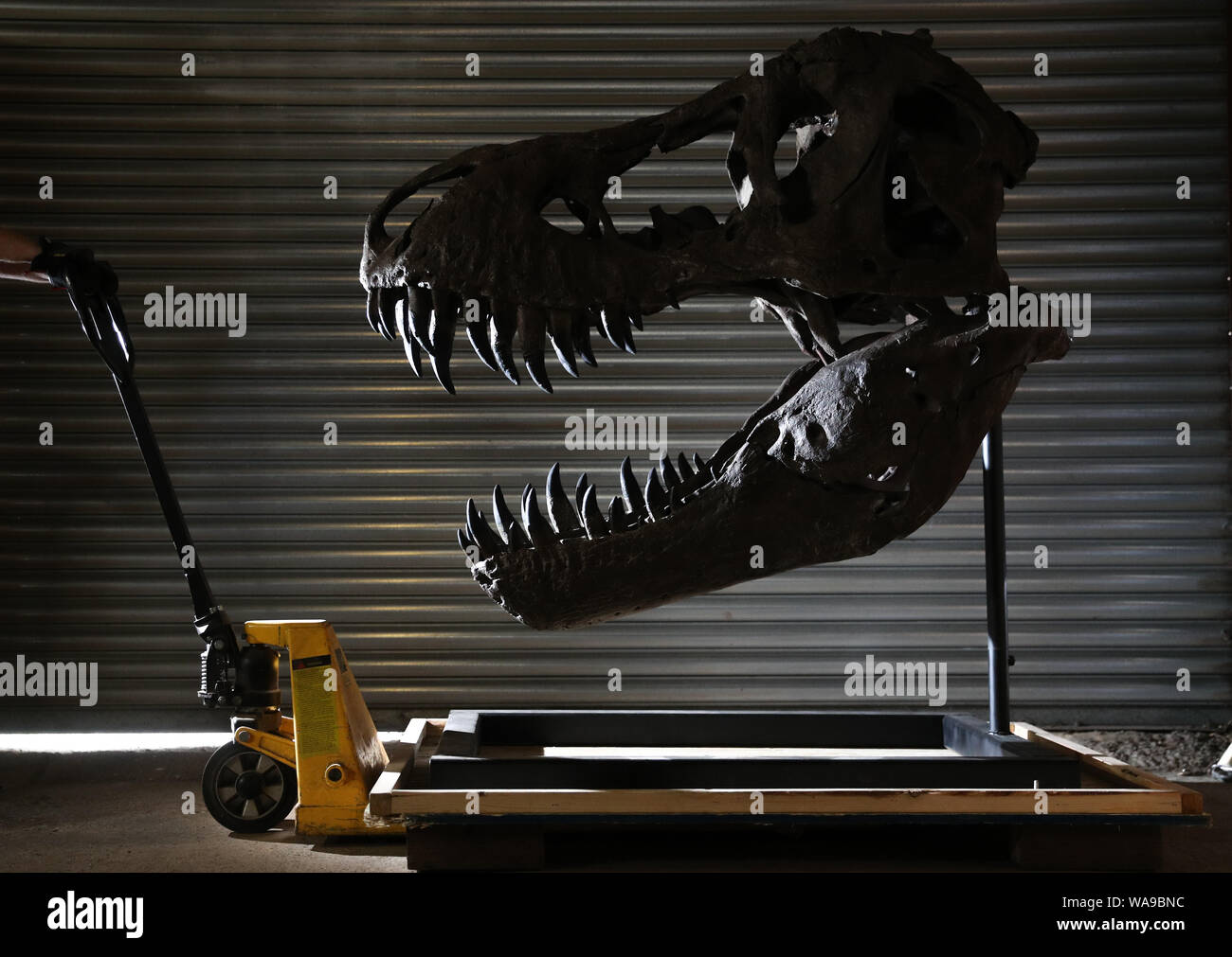 È MONTATO UN 5-piede Tyrannosaurus Rex cranio dal 2018 film Mondo Jurrasic: caduto Regno (stima ??20 fino a -30.000), durante un'anteprima del prossimo film e televisione memorabilia asta al Prop Store sede vicino a Rickmansworth. Foto Stock