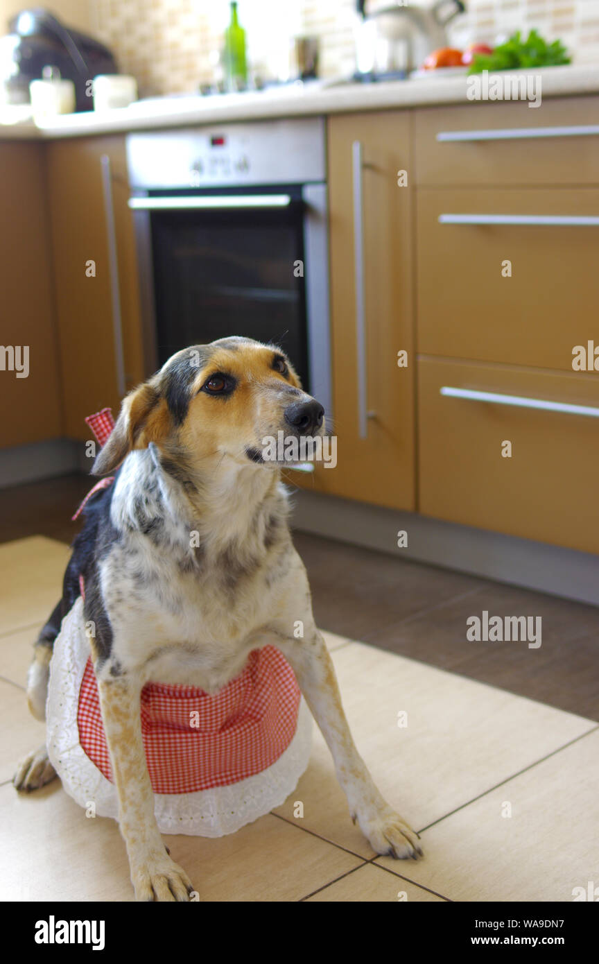 Mixed-razza cane rosso da indossare protezioni della catenaria in cucina avente aspetto minaccioso Foto Stock