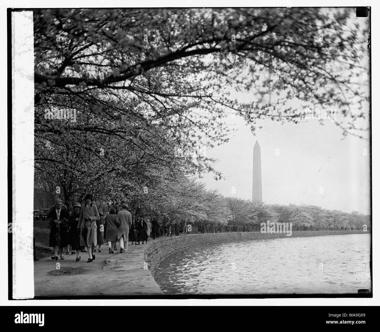 Fiori di Ciliegio, 3/21/27 Foto Stock