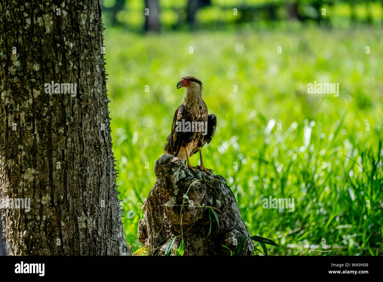 Northern crested caracara (Caracara cheriway) Foto Stock