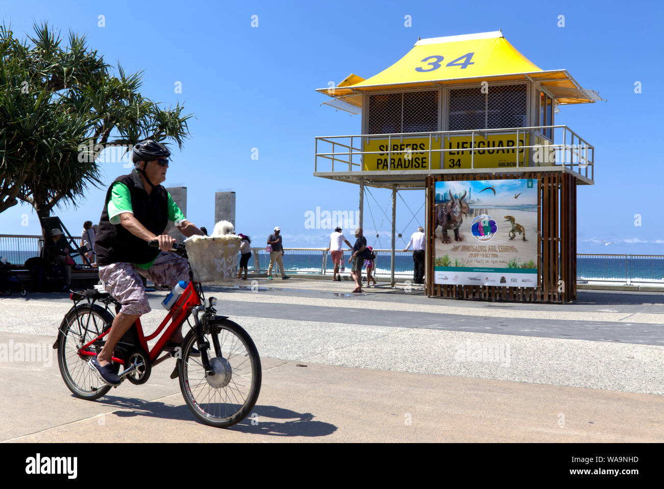 Uomo che indossa un casco in sella ad una bicicletta elettrica con un cane nel cestello Gold Coast di Queensland in Australia Foto Stock