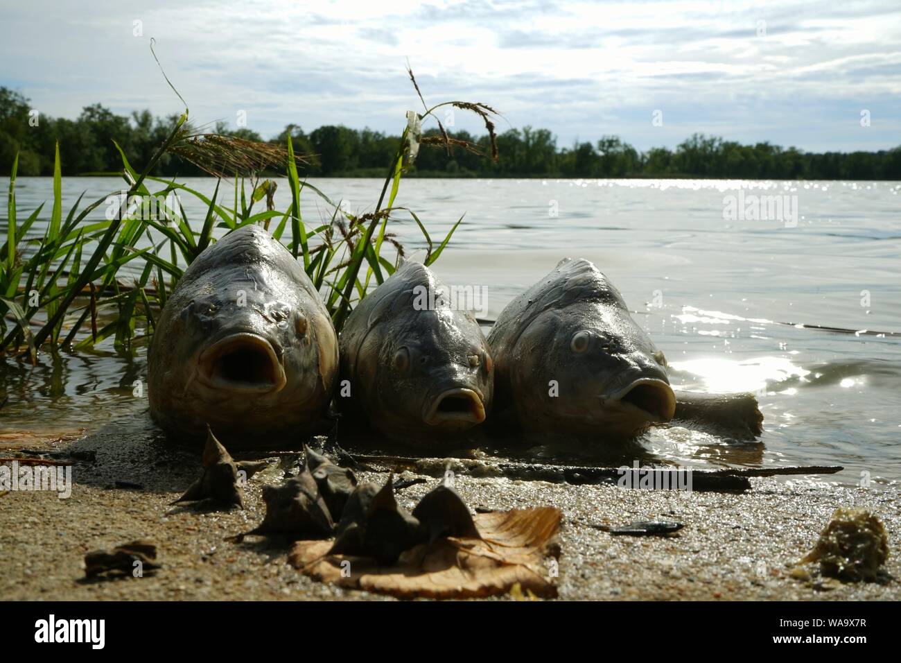 3 morti di carpe n riva del laghetto. I pesci muoiono a causa del calore eccessivo e la deossigenazione di acqua o dalle pericolose Koi herpes virus 3. Foto Stock