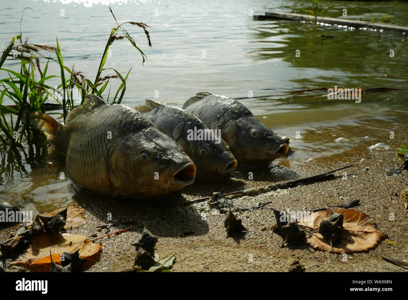 3 morti di carpe n riva del laghetto. I pesci muoiono a causa del calore eccessivo e la deossigenazione di acqua o dalle pericolose Koi herpes virus 3. Foto Stock