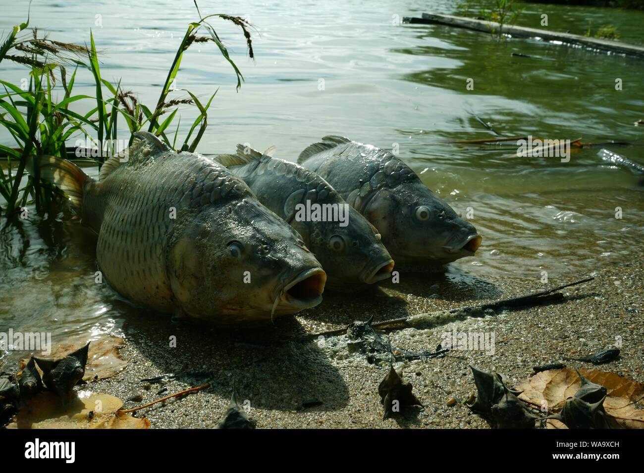 3 morti di carpe n riva del laghetto. I pesci muoiono a causa del calore eccessivo e la deossigenazione di acqua o dalle pericolose Koi herpes virus 3. Foto Stock