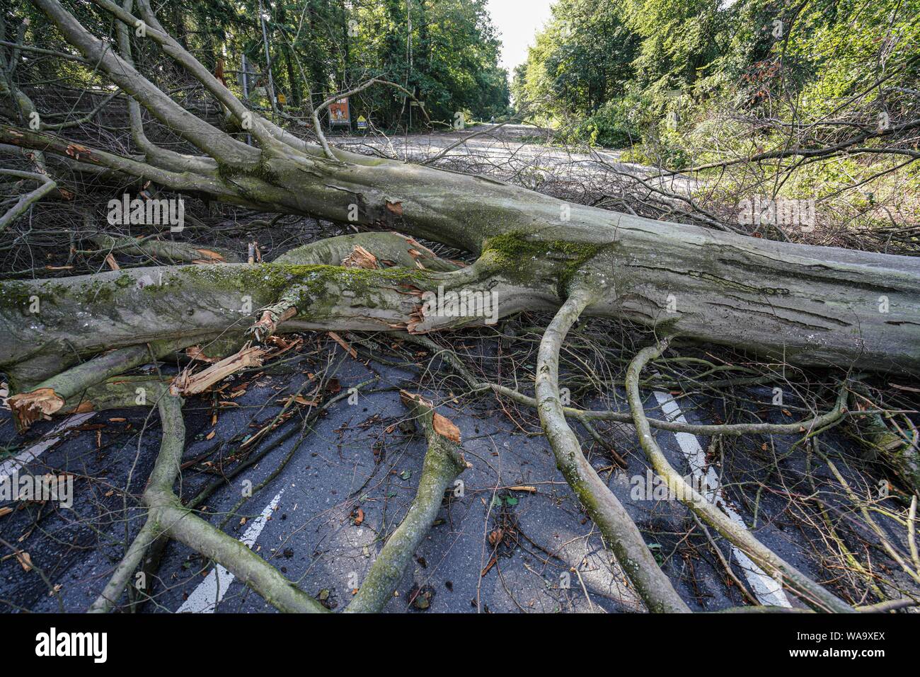 Langen, Germania. 19 Ago, 2019. Albero cade giacciono su la principessa Margaret Avenue nella parte ovest della città. La sera prima di una tempesta ha colpito la città. Credito: Frank Rumpenhorst/dpa/Alamy Live News Foto Stock