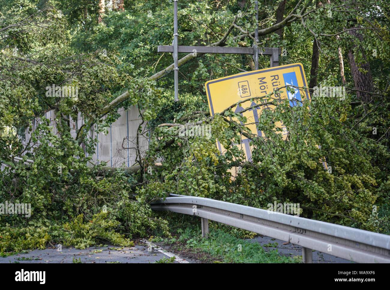 Langen, Germania. 19 Ago, 2019. Albero cade e il cartello giacciono su Prinzessin-Margaret-Allee nella parte ovest della città. La sera prima di una tempesta ha colpito la città. Credito: Frank Rumpenhorst/dpa/Alamy Live News Foto Stock