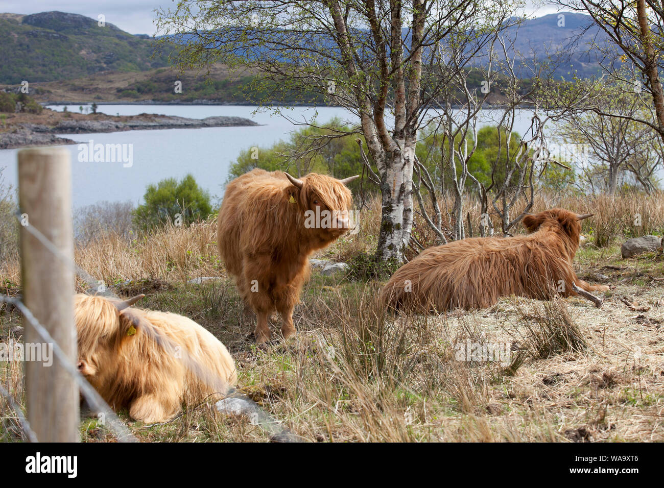 Highland bovini sulla collina che si affaccia su un loch nelle Highlands scozzesi in aprile Foto Stock