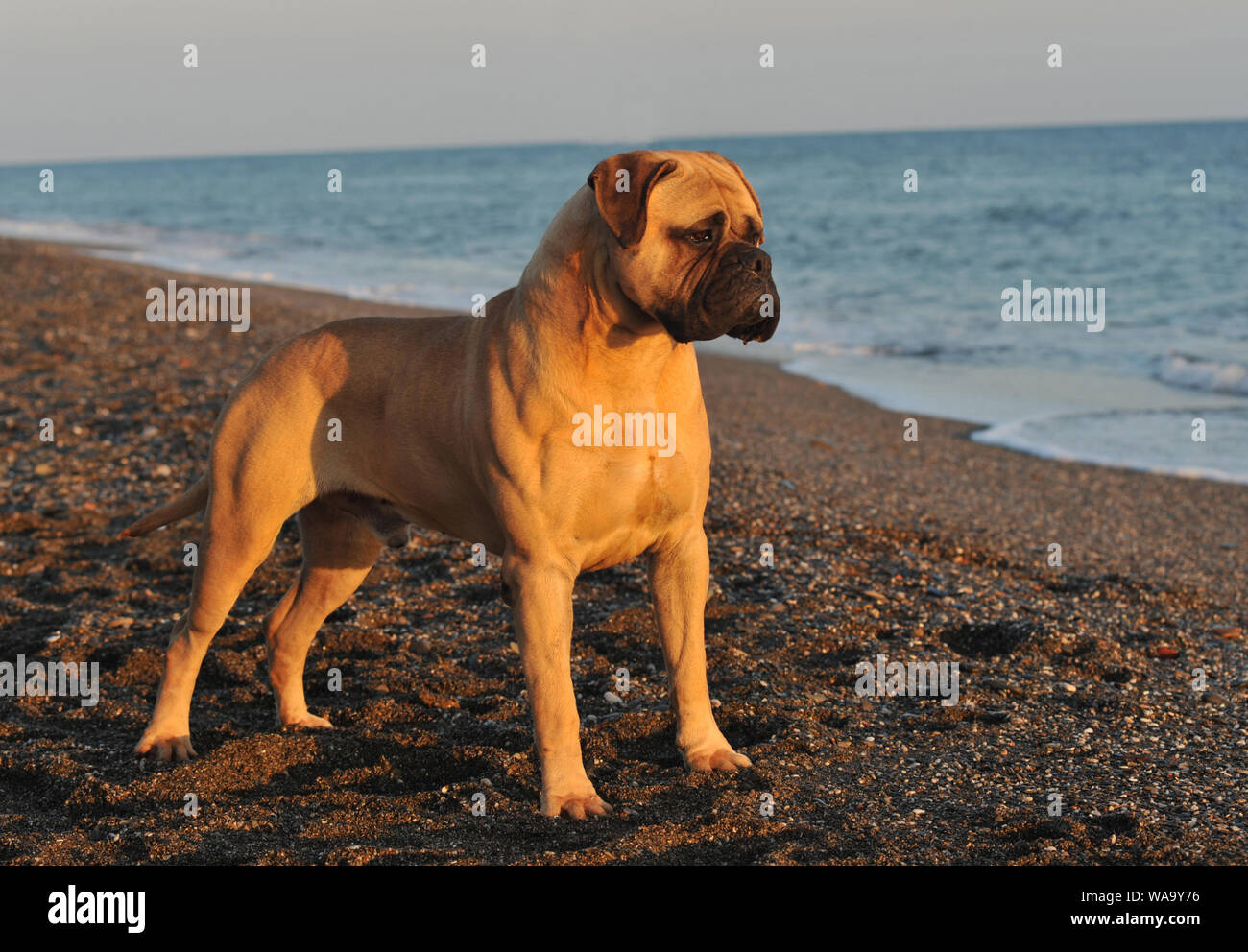 Maschio Bullmastiff cane di razza pura vicino al mare Foto Stock