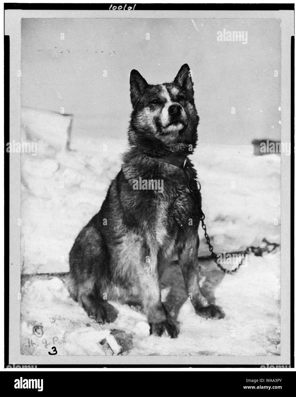 Chris, uno dei cani Foto Stock