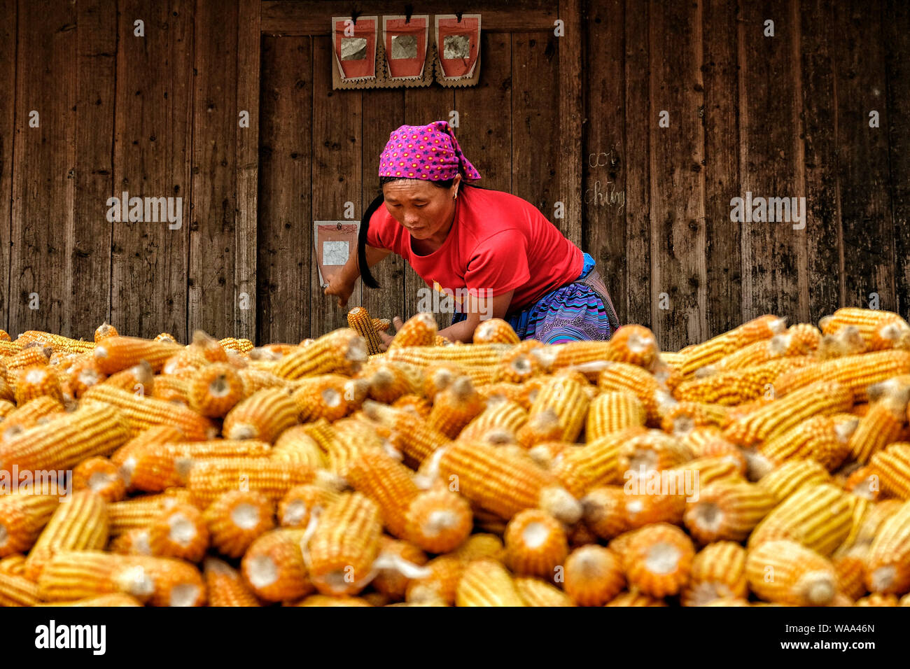 Bac Ha, Vietnam - 25 agosto: Donna di asciugatura sul mais Agosto 25, 2018 in Bac Ha, Vietnam. Foto Stock