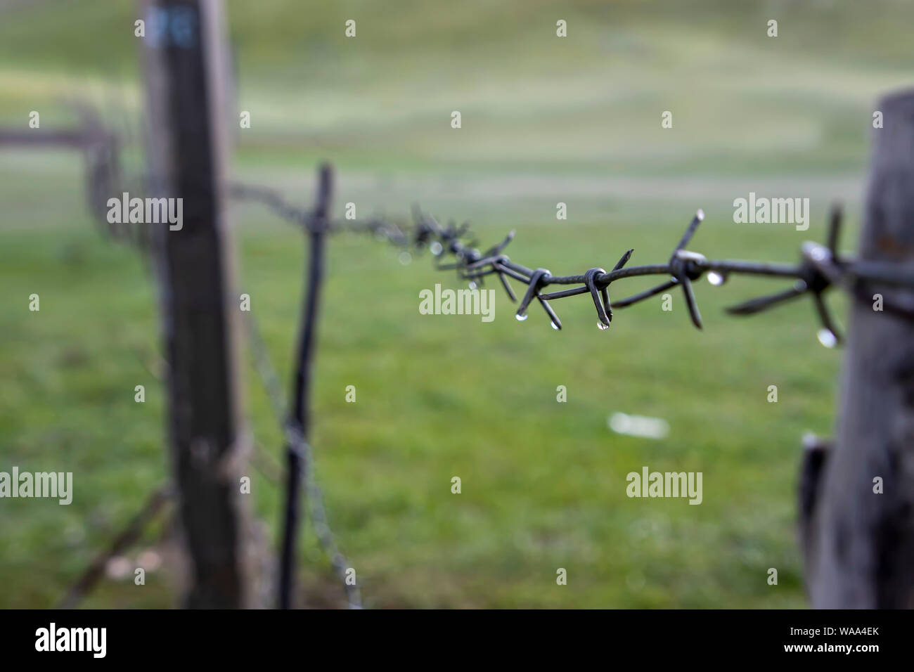 Filo spinato con gocce di pioggia su uno sfondo sfocato. Kirghizistan Foto Stock